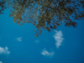 Low angle view of tree against blue sky