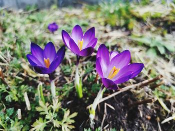 Close-up of purple crocus flowers on field