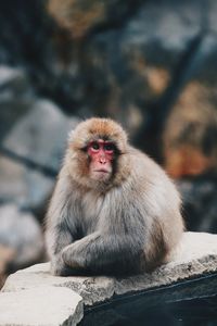 Monkey sitting on rock