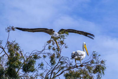 Low angle view of bird on branch against sky