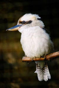 Close-up of bird perching on branch