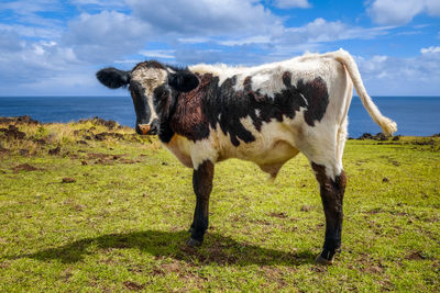 Horse standing on field by sea against sky