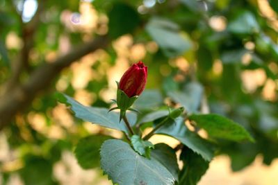 Close-up of red flowering plant