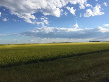 Scenic view of field against sky