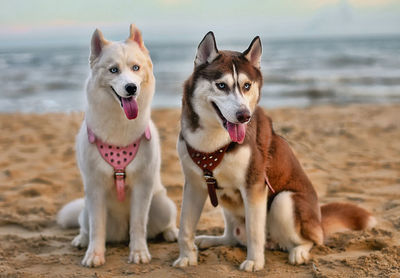 Portrait of dogs on beach