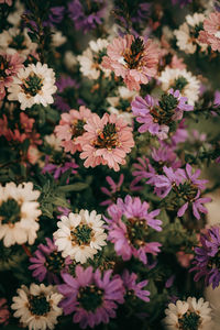Close-up of white daisy flowers