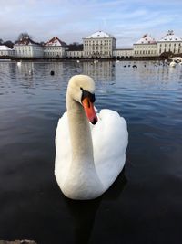 Swan swimming in lake