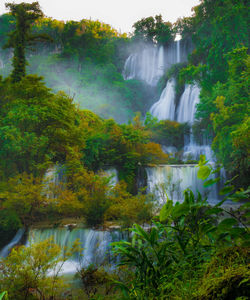 River flowing through forest