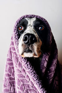 Portrait of a dog against white background