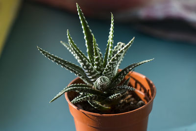 Close-up of potted plant