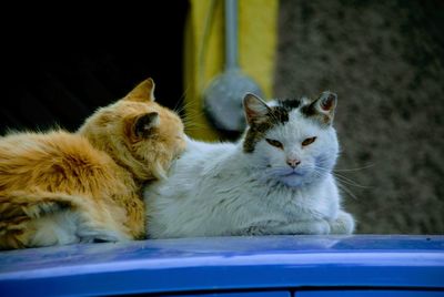 Portrait of cat sitting