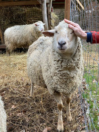 Sheep standing in a field