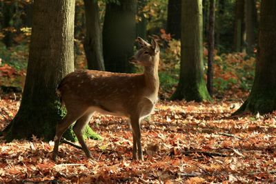 Deer standing in a forest