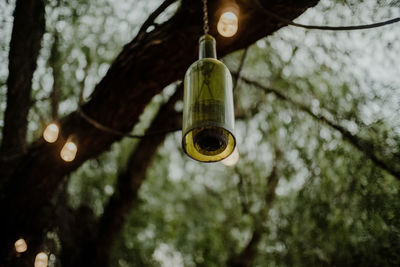 Low angle view of light bulb hanging on tree