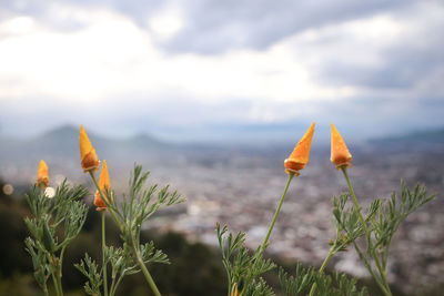 Close-up of orange flowering plants on field against sky