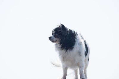 Dog looking away against white background