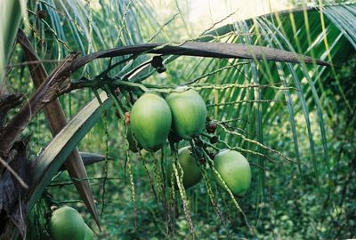 Young green coconuts hang from the palm