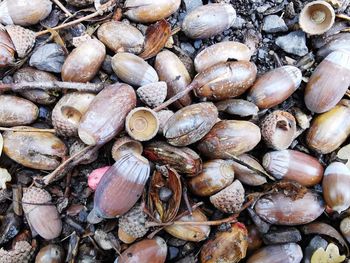 Full frame shot of shells