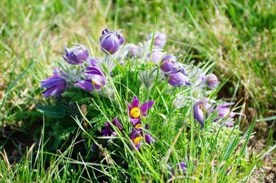 Close-up of purple crocus flowers on field