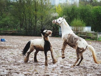 Horses on dirt at ranch