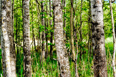 Pine trees in forest