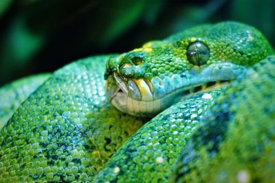 Close-up of snake's head sleeping on a tree