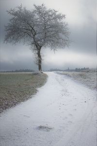 Trees on snow covered landscape against sky