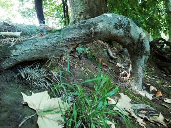 Close-up of tree trunk in forest