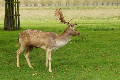 Side view of deer standing on field