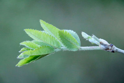 Close-up of fresh green plant