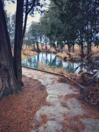 River amidst trees in forest