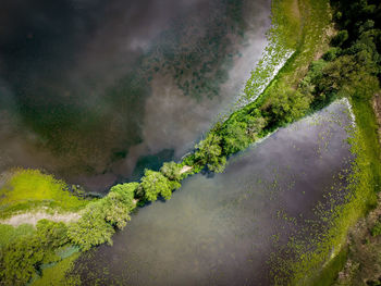 Plants growing on land