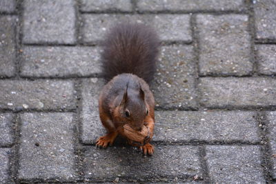 High angle view of squirrel on footpath