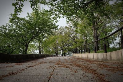 Road passing through forest