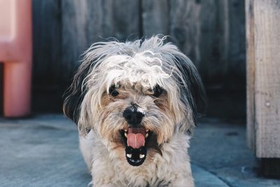 Close-up of dog looking at camera