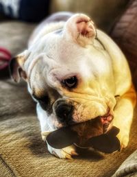 Portrait of a dog at home