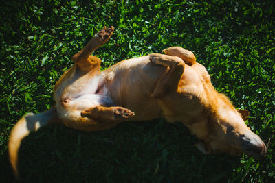 Dog relaxing on field