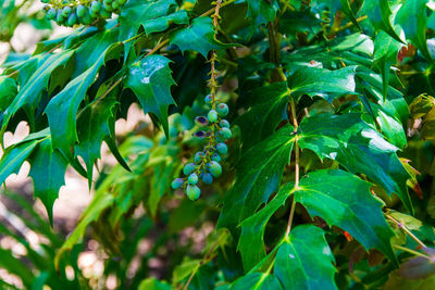 Close-up of berries growing on plant