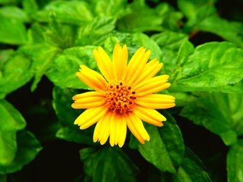 Close-up of yellow flower