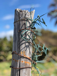 Close-up of barbed wire on wooden post