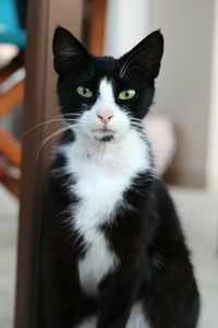 Close-up portrait of cat at home