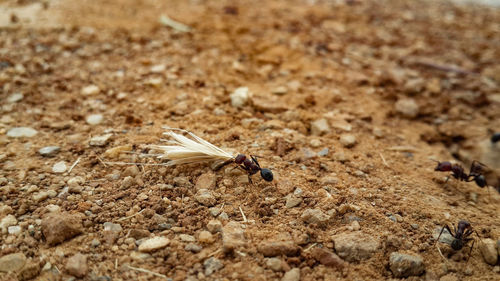 Close-up of insect on sand