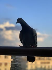 Bird perching on a railing