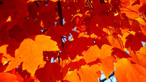 Low angle view of leaves on tree