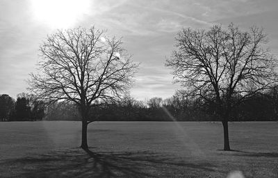 Bare trees on field