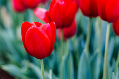 Close-up of red tulip blooming outdoors