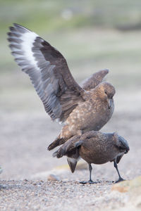 Birds flying over land