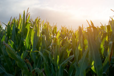 Close-up of crops growing on field against sky