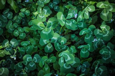 Close-up of plants