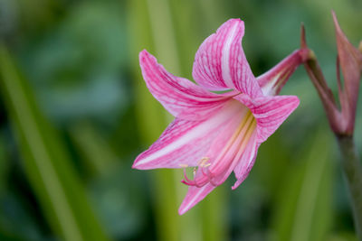 Close-up of pink lily growing on plant